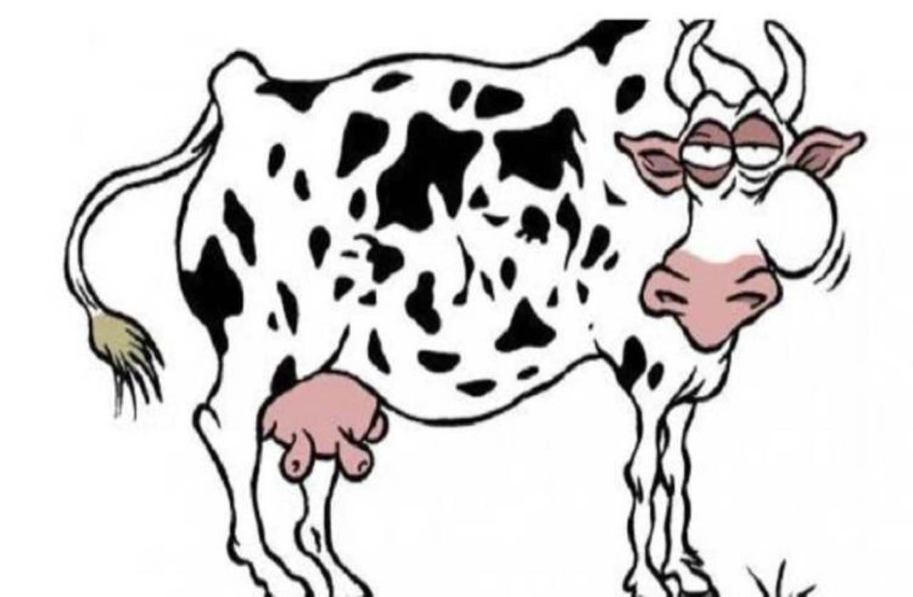 Il rompicapo della mucca